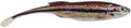 Berkley PowerBait Drip Minnow 4 Inch